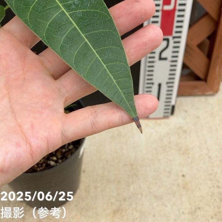 マンゴーの木 玉文（ギョクブン）5.5号｜果樹04-PA | 果樹 | 赤塚