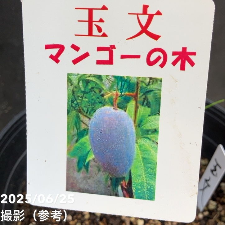 玉文　マンゴー苗　６号サイズ 玉文 マンゴー苗 6号サイズ 玉文(ぎょくぶん) マンゴー 苗木 6