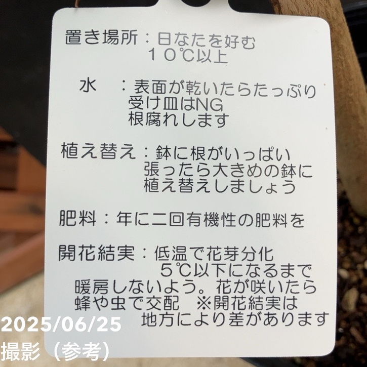 マンゴーの木 玉文（ギョクブン）5.5号｜果樹04-PA | 果樹 | 赤塚