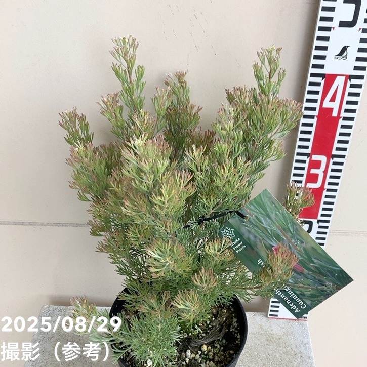 アデナンサス カミングハミーブッシュ 5号｜花木04-PA | 花木・庭木