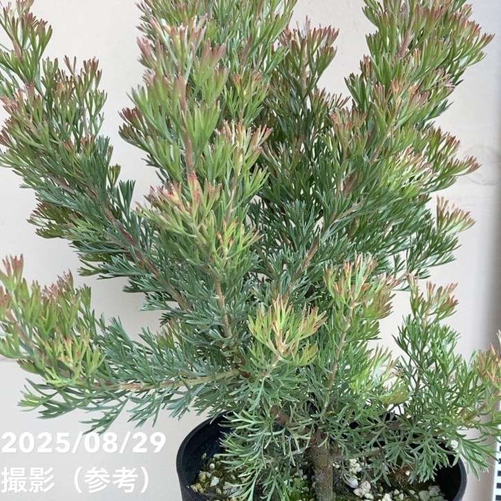 アデナンサス カミングハミーブッシュ 5号｜花木04-PA | 花木・庭木