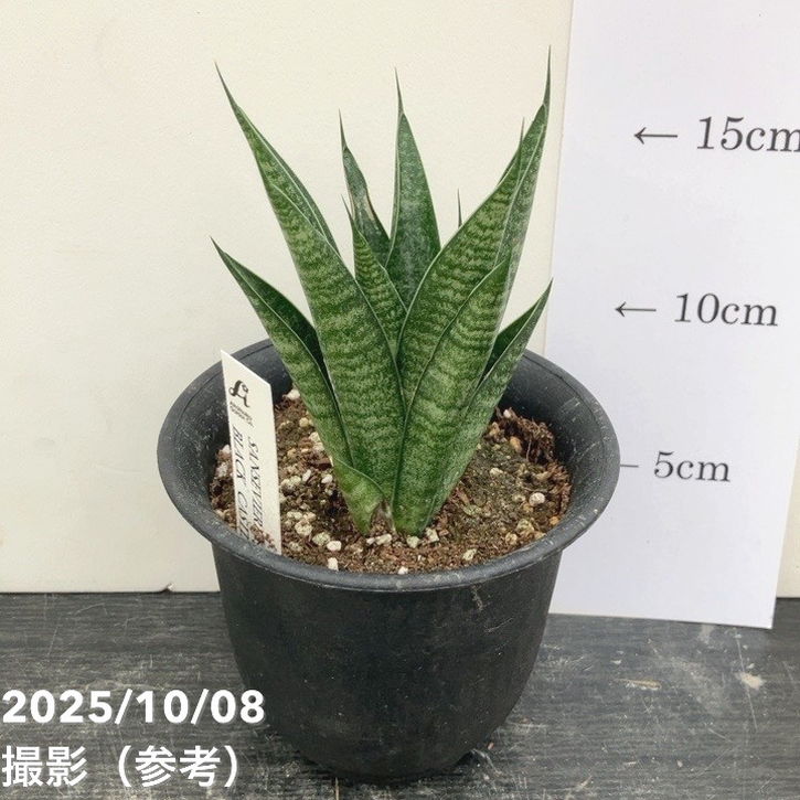 数量限定】サンスベリア 3.5号 ブラックキャッスル｜観葉02-D2 | 観葉