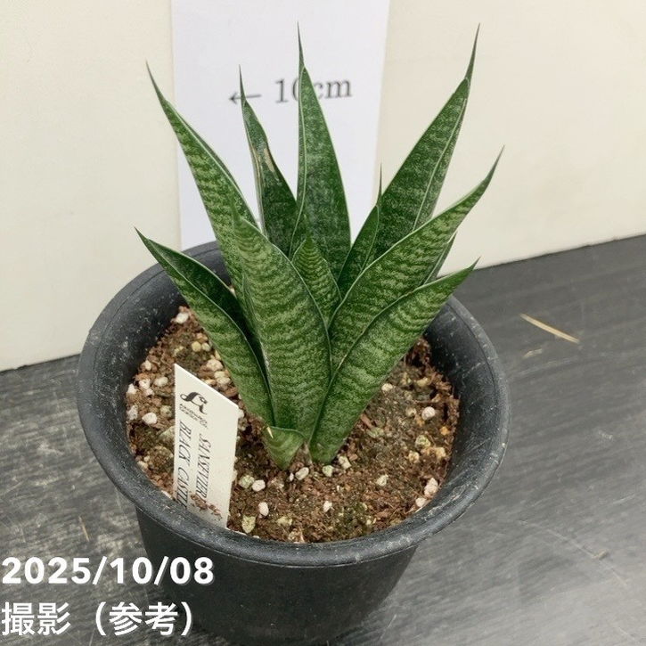 数量限定】サンスベリア 3.5号 ブラックキャッスル｜観葉02-D2 | 観葉