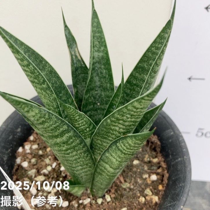 数量限定】サンスベリア 3.5号 ブラックキャッスル｜観葉02-D2 | 観葉