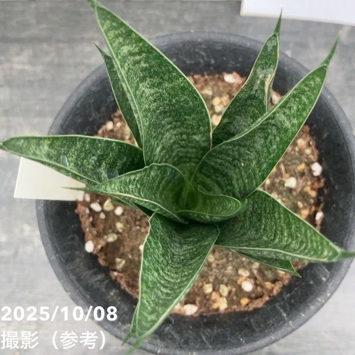 数量限定】サンスベリア 3.5号 ブラックキャッスル｜観葉02-D2 | 観葉