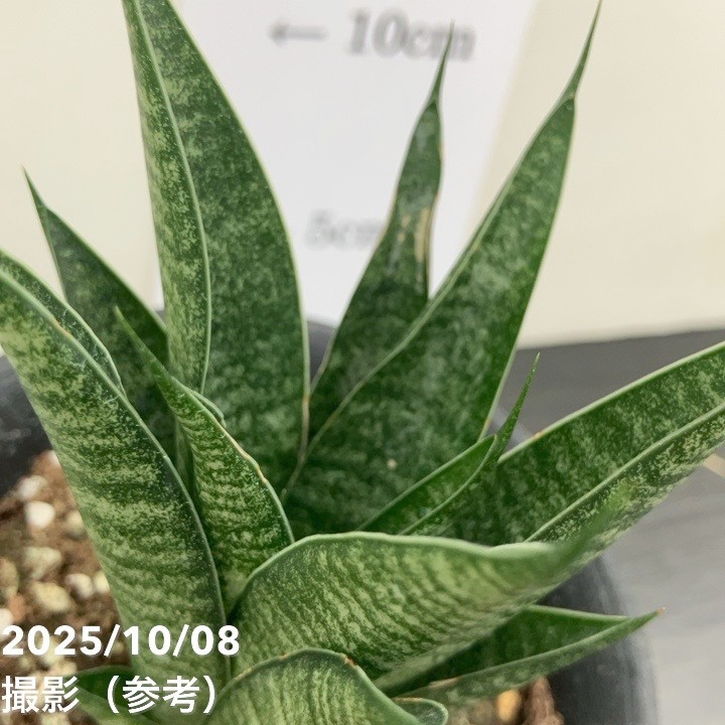 数量限定】サンスベリア 3.5号 ブラックキャッスル｜観葉02-D2 | 観葉