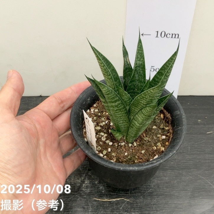 数量限定】サンスベリア 3.5号 ブラックキャッスル｜観葉02-D2 | 観葉