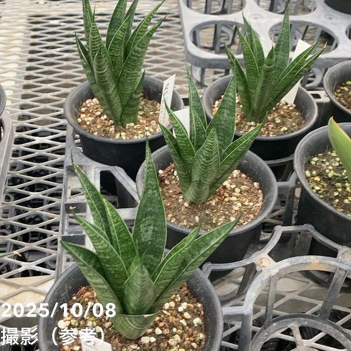 数量限定】サンスベリア 3.5号 ブラックキャッスル｜観葉02-D2 | 観葉