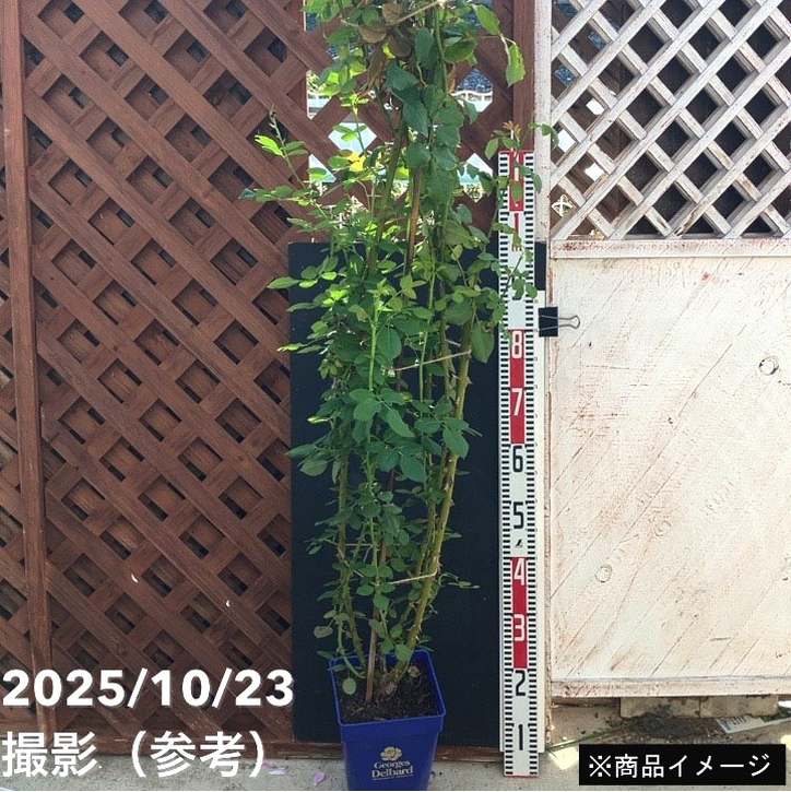 充実の長尺バラ マハネ 7号 Delbard デルバール｜s200｜花木04-PA