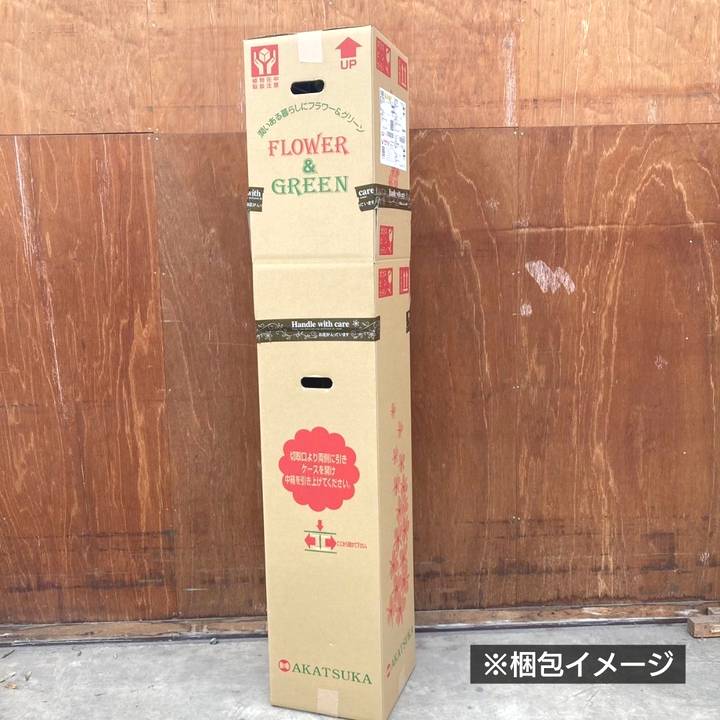 充実の長尺バラ マハネ 7号 Delbard デルバール｜s200｜花木04-PA