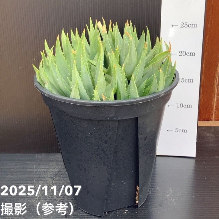 現品】渦巻きアロエ アロエ・ポリフィラ 7号 Ⅱ 現品・現物渦巻き