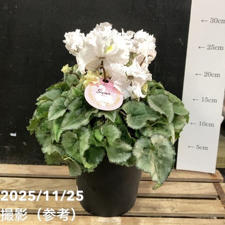 シクラメン スワン グリーン 5号底面給水｜鉢花04-PA | ギフト,鉢花