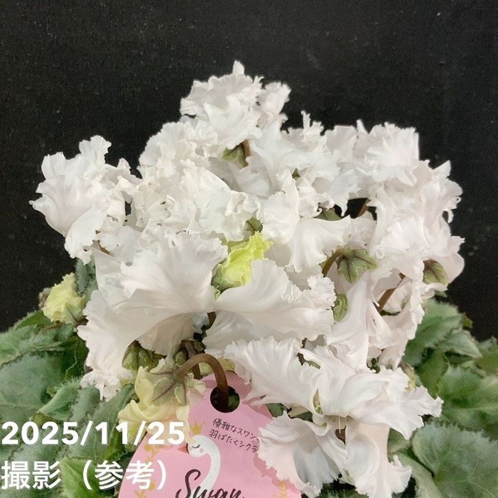 シクラメン スワン グリーン 5号底面給水｜鉢花04-PA | ギフト,鉢花