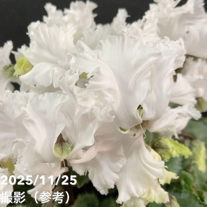 シクラメン スワン グリーン 5号底面給水｜鉢花04-PA | ギフト,鉢花