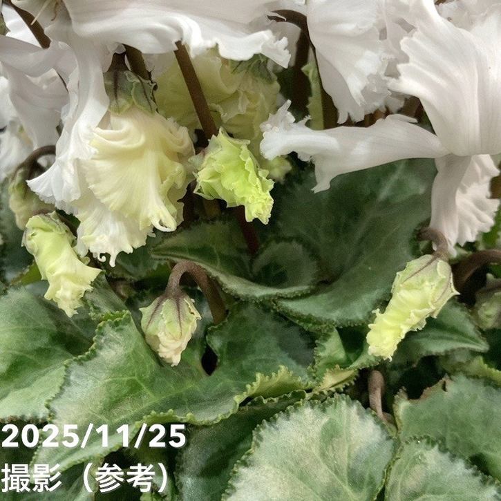 シクラメン スワン グリーン 5号底面給水｜鉢花04-PA | ギフト,鉢花