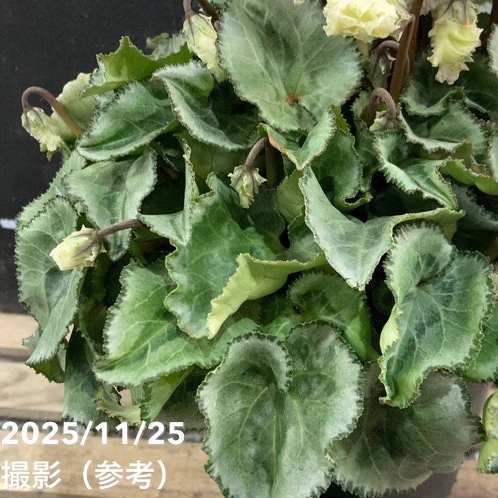 シクラメン スワン グリーン 5号底面給水｜鉢花04-PA | ギフト,鉢花