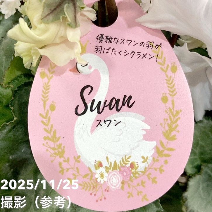 決算P5倍！8/2まで】シクラメン スワン グリーン 5号底面給水｜鉢花04
