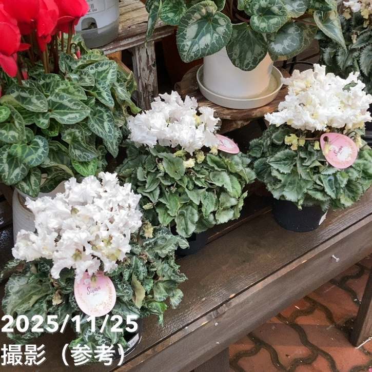 シクラメン スワン グリーン 5号底面給水｜鉢花04-PA | ギフト,鉢花