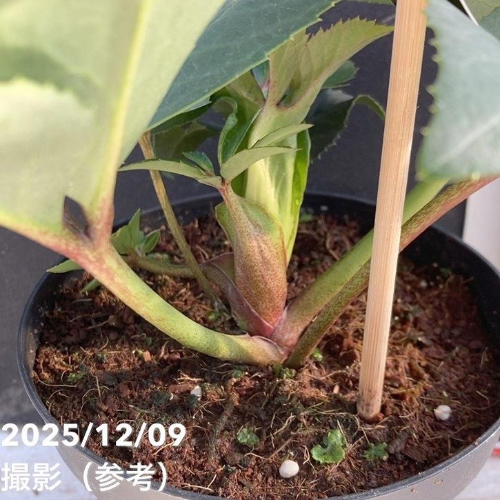 クリスマスローズ ゴールドコレクション 4号 アイスブレーカー