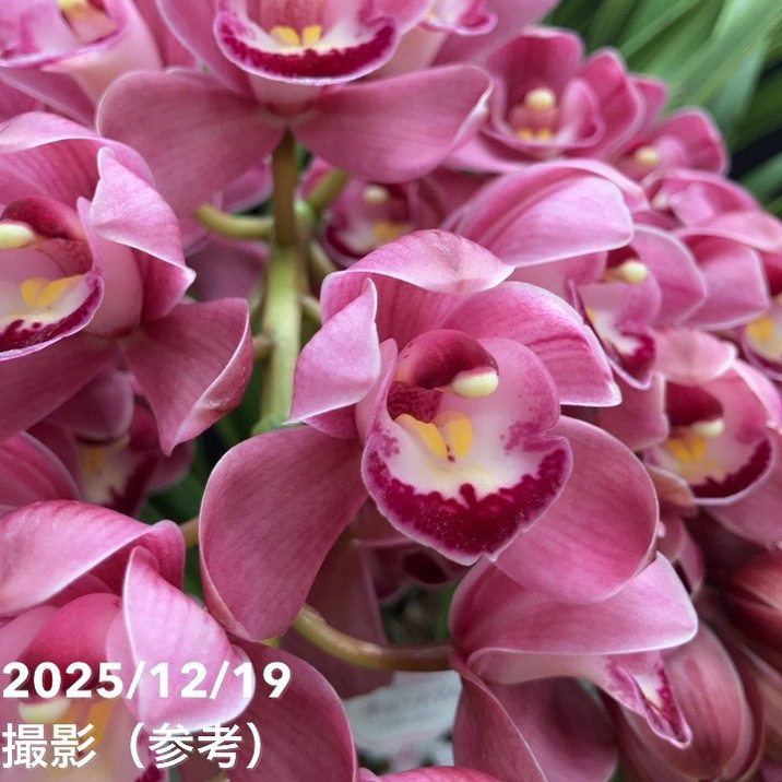 シンビジューム アーチ 6号陶器鉢 4本立 キュートマム｜洋蘭04-PA