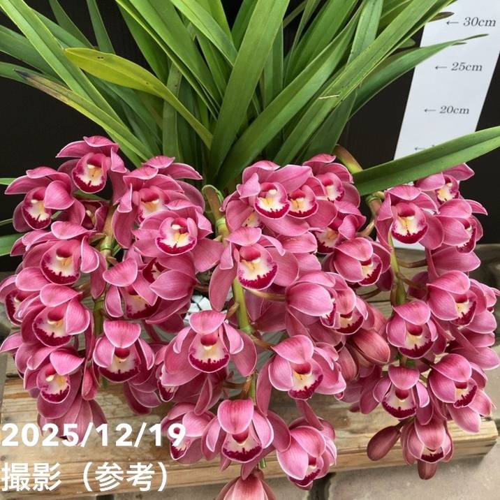 シンビジューム アーチ 6号陶器鉢 4本立 キュートマム｜洋蘭04-PA