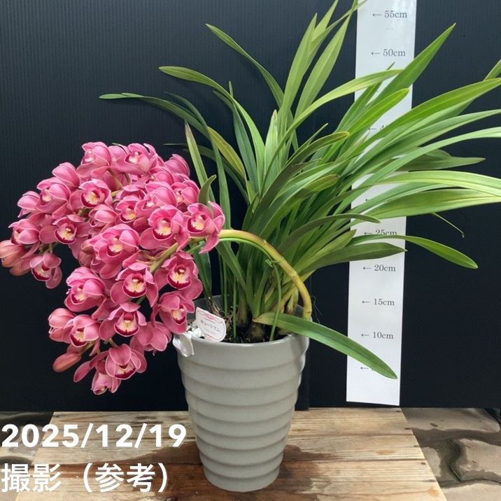 シンビジューム アーチ 6号陶器鉢 4本立 キュートマム｜洋蘭04-PA