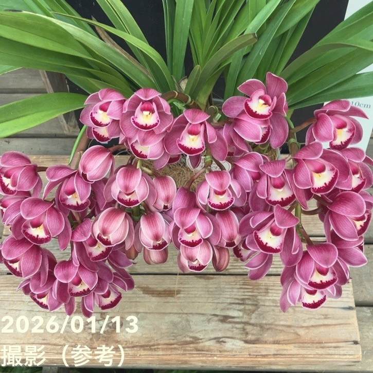 シンビジューム アーチ 6号陶器鉢 4本立 キュートマム｜洋蘭04-PA