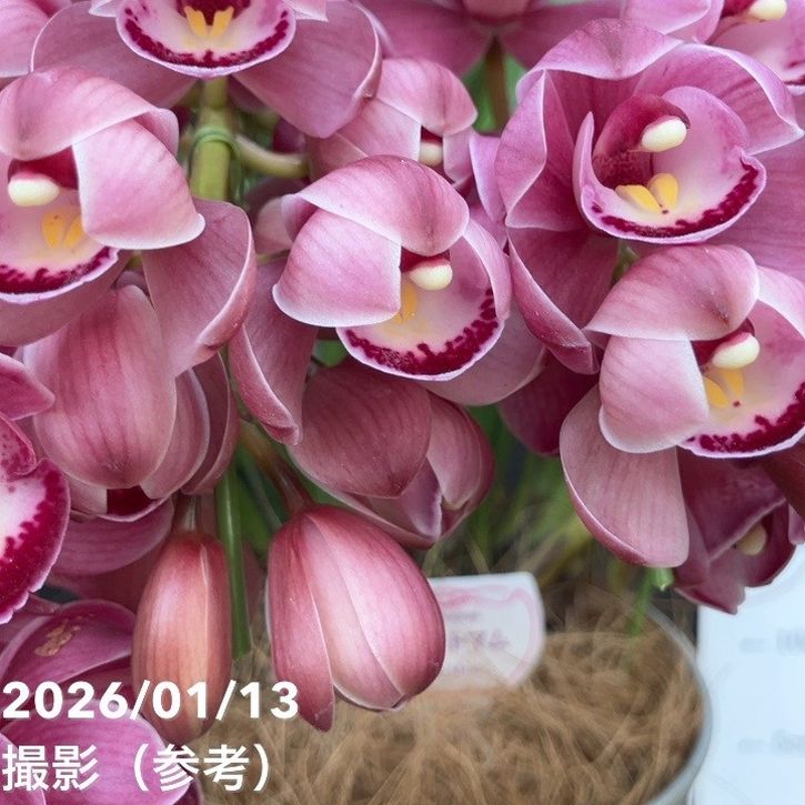 シンビジューム アーチ 6号陶器鉢 4本立 キュートマム｜洋蘭04-PA