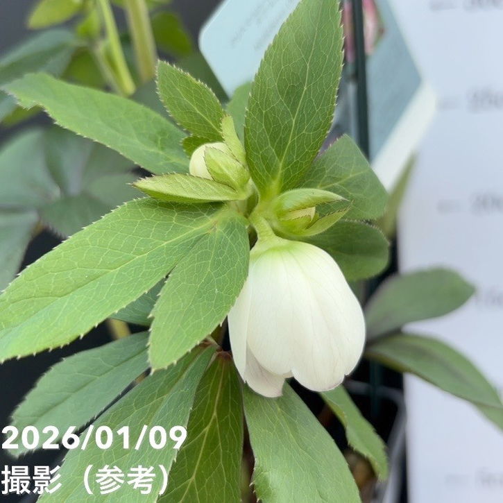 一点物】堀切園 クリスマスローズ ウィンターシンフォニー 5号角鉢