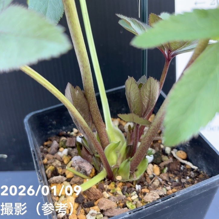 一点物】堀切園 クリスマスローズ ウィンターシンフォニー 5号角鉢