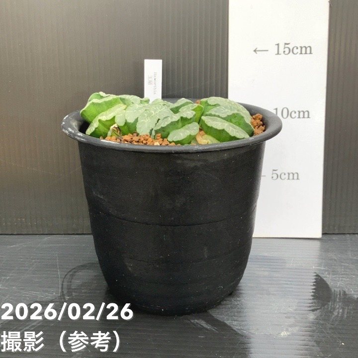 現品お届け】ハオルチア 玉扇 4号（2）｜観葉10-TU | 観葉・多肉