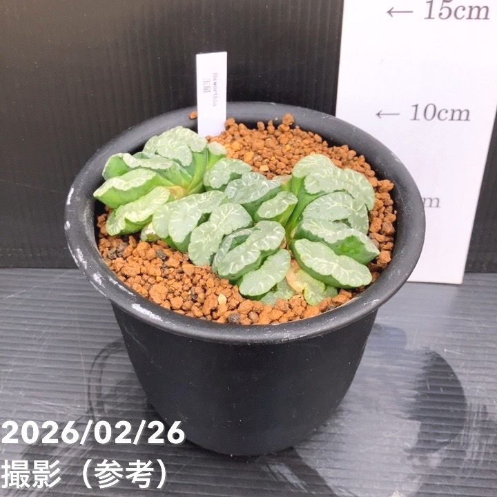 現品お届け】ハオルチア 玉扇 4号（2）｜観葉10-TU | 観葉・多肉