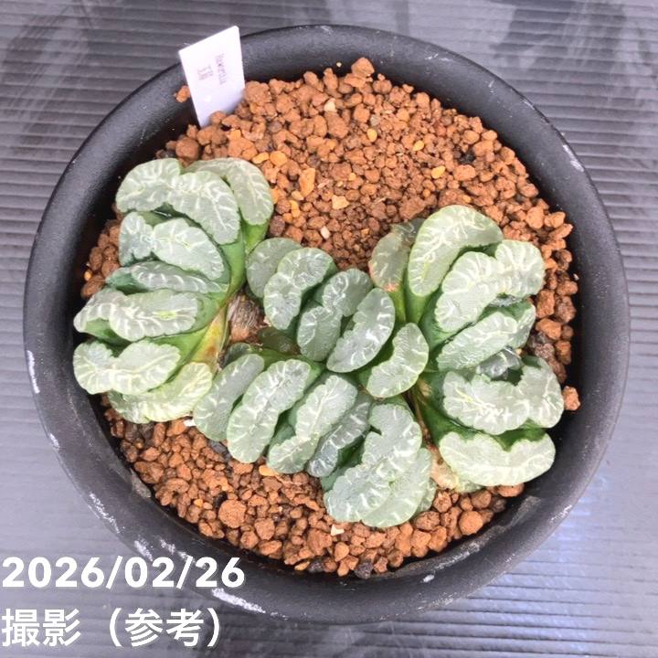 現品お届け】ハオルチア 玉扇 4号（2）｜観葉10-TU | 観葉・多肉