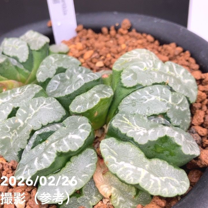 現品お届け】ハオルチア 玉扇 4号（2）｜観葉10-TU | 観葉・多肉