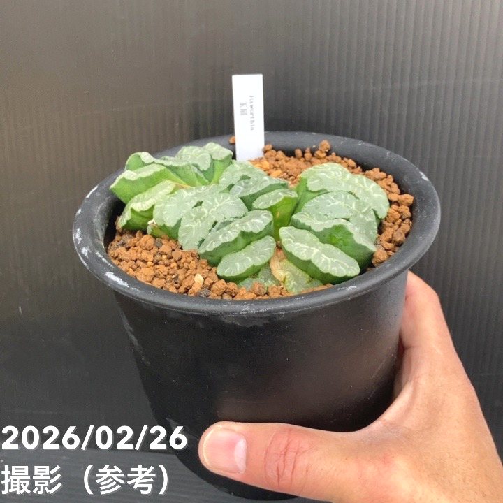 現品お届け】ハオルチア 玉扇 4号（2）｜観葉10-TU | 観葉・多肉