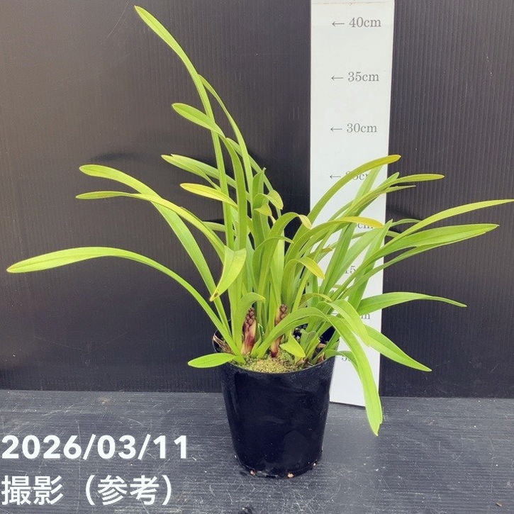 花芽2個＞キンリョウヘン 4号充実株｜SA｜ミツバチ蘭｜洋蘭10-TU