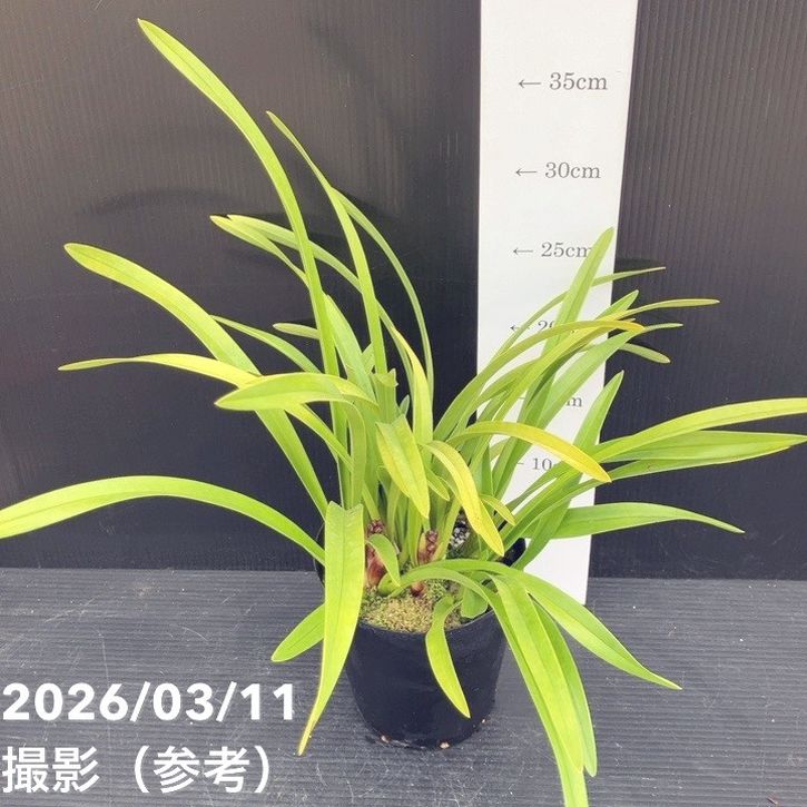 R8年キンリョウヘン花芽10本#2 花芽2個＞キンリョウヘン 4号充実株｜SA｜ミツバチ蘭｜洋蘭10-TU