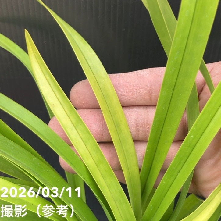 R8年キンリョウヘン花芽10本#2 花芽2個＞キンリョウヘン 4号充実株｜SA｜ミツバチ蘭｜洋蘭10-TU