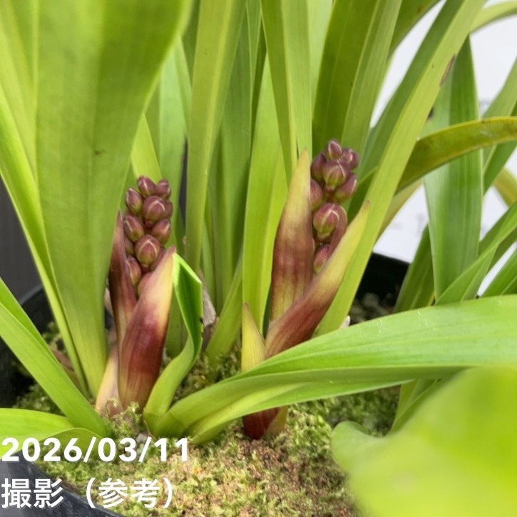 花芽2個＞キンリョウヘン 4号充実株｜SA｜ミツバチ蘭｜洋蘭10-TU