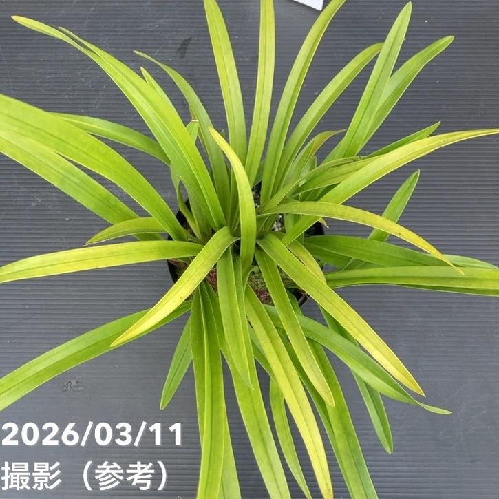 花芽2個＞キンリョウヘン 4号充実株｜SA｜ミツバチ蘭｜洋蘭10-TU