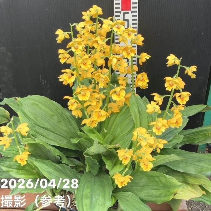 現品お届け】エビネ 9号（13）｜洋蘭04-PA | 草花,洋ラン | 赤塚植物園