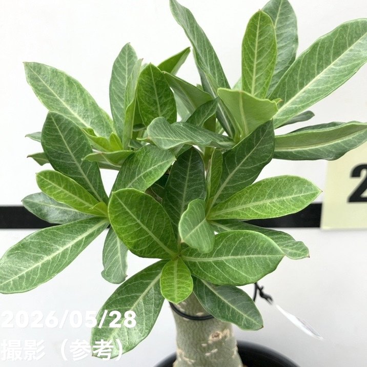 アデニウム オベスム 4号 Angel Wings（10）｜観葉01-D1 | 観葉・多肉