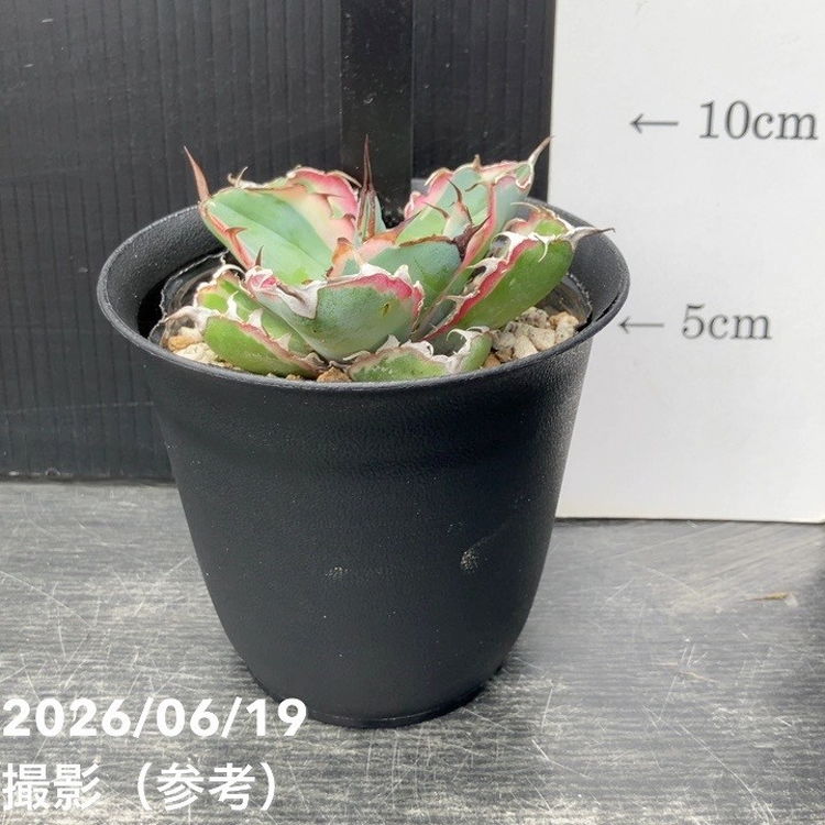 アガベ 3.5号 B&B 白覆輪｜観葉10-TU | 観葉・多肉,アガベ | 赤塚