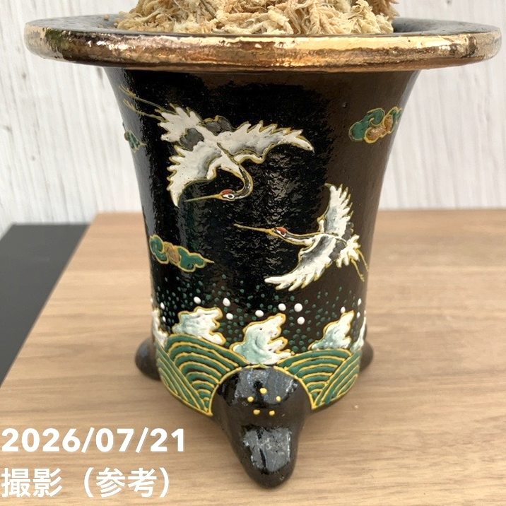 ★陽刻輪花鉢★室町～桃山☆骨董品　☆ 決算P5倍！10%OFF！8/2まで】【現品お届け】豊明園 万年青 オモト 錦明