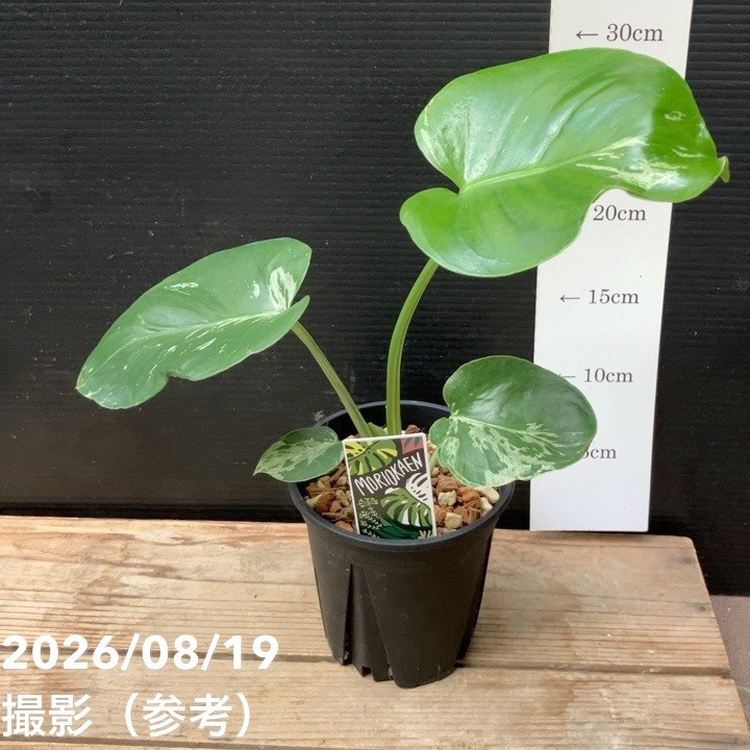 モンステラ　バルバソー 現品お届け】森尾花園 モンステラ バルバソー 4号（M04）｜観葉04-PA
