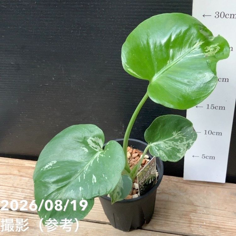 現品お届け】森尾花園 モンステラ バルバソー 4号（M04）｜観葉04-PA