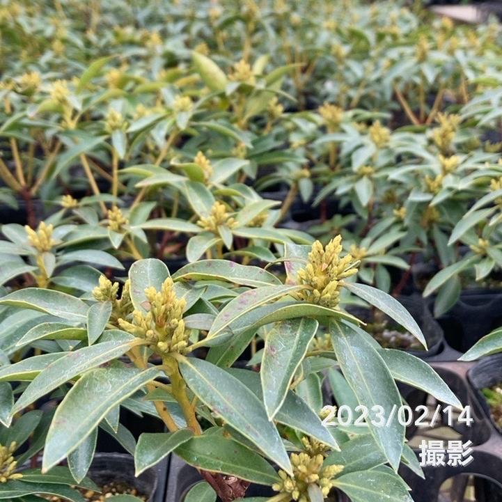 カルミア エルフ 3.5号｜花木01-D1 | 赤塚植物園自社農場,その他