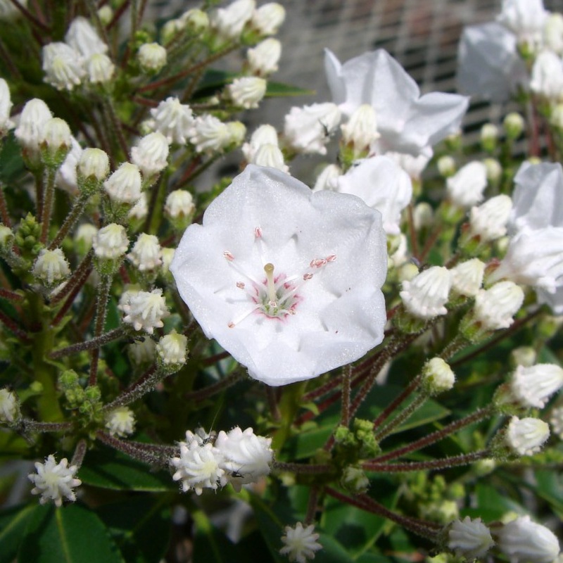 カルミア エルフ 3.5号｜花木01-D1 | 赤塚植物園自社農場,その他