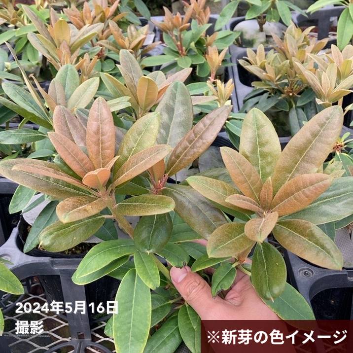 シャクナゲ スーパーローディー 5号 マリアン｜花木01-D1 | 赤塚植物園