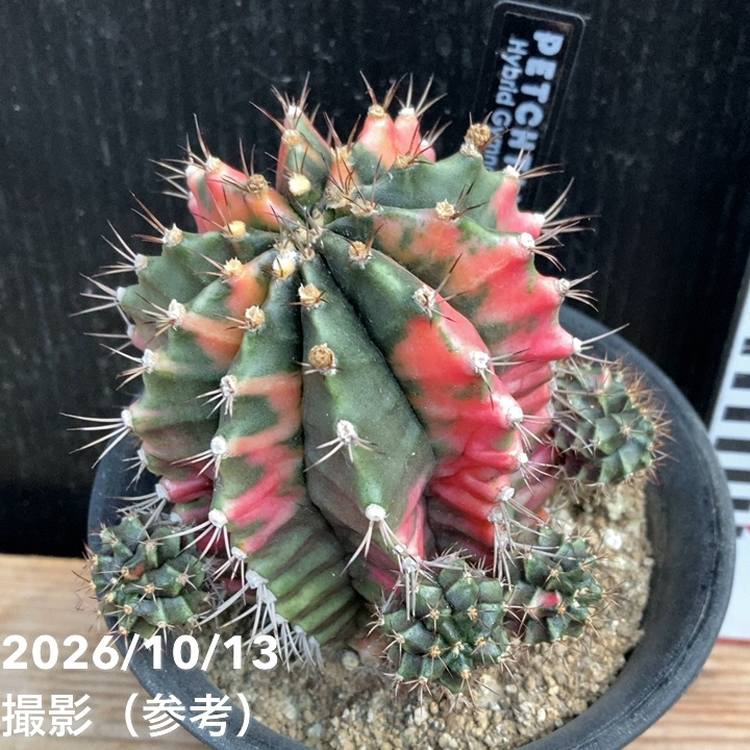 現品お届け】ギムノカリキウム ペッタムシィー 4号（1）｜観葉04-PA